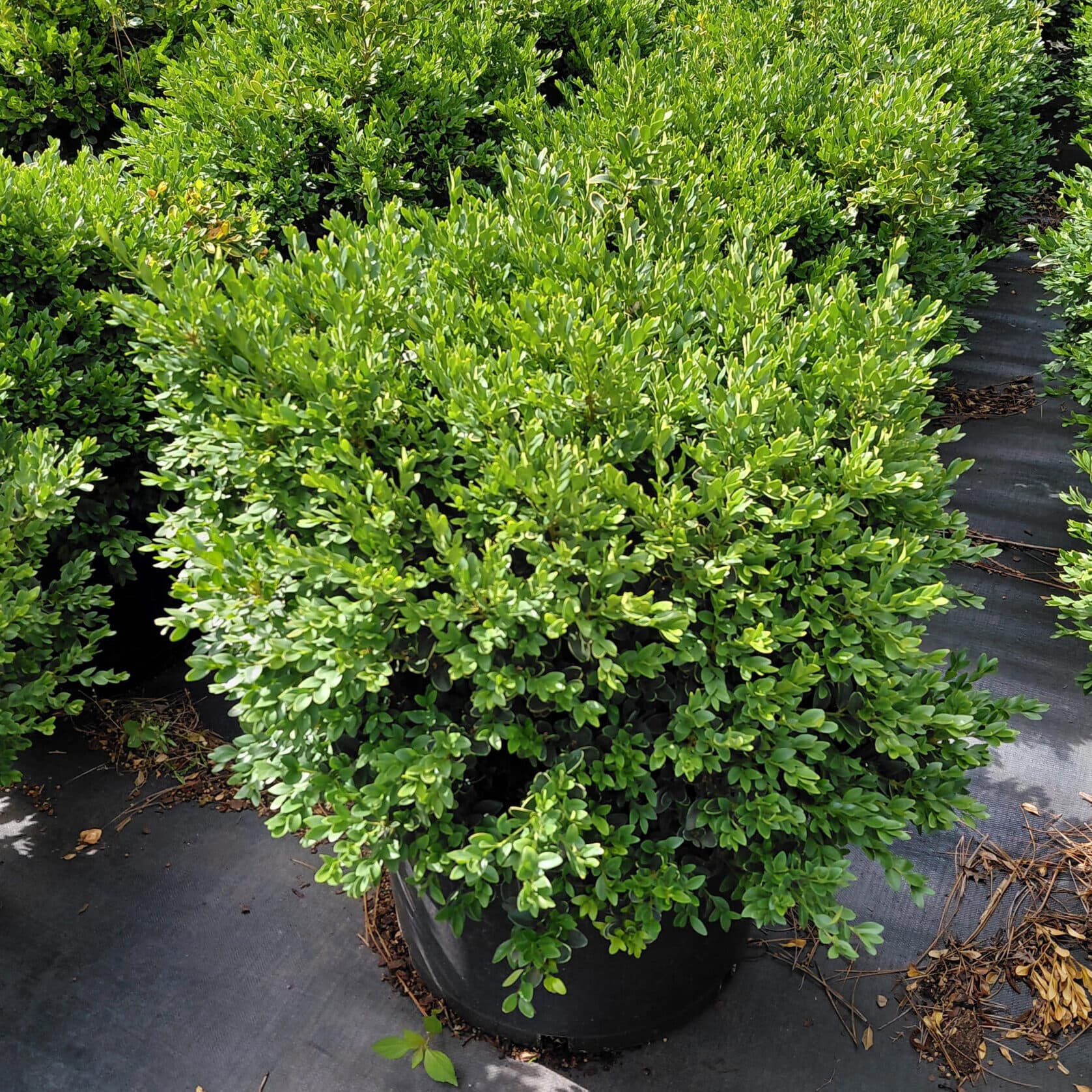 Buxus ‘Green Velvet’ (Boxwood)