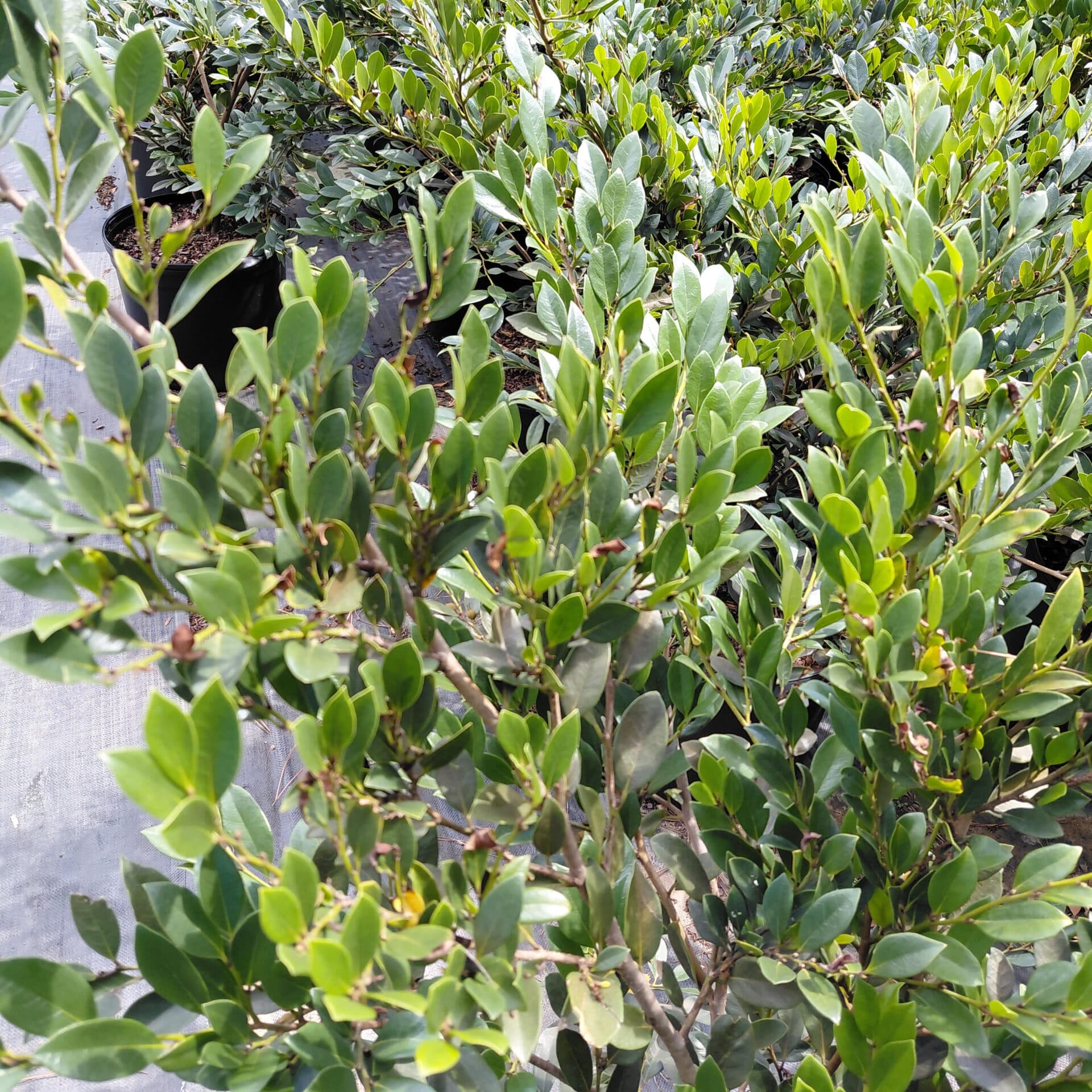 Distylium ‘PIIDIST-I’ (Emerald Heights)