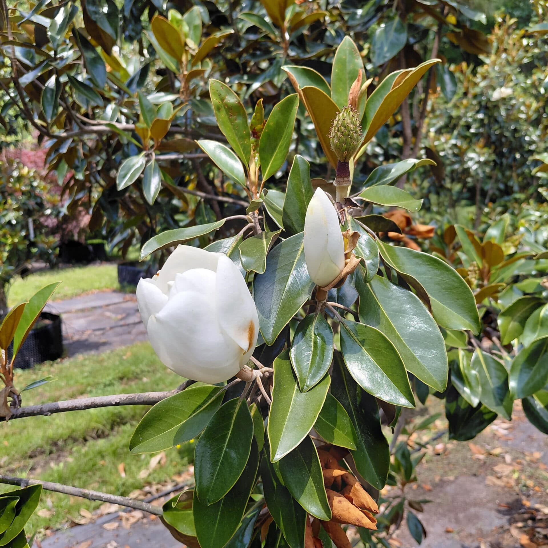 Magnolia grandiflora ‘Little Gem’