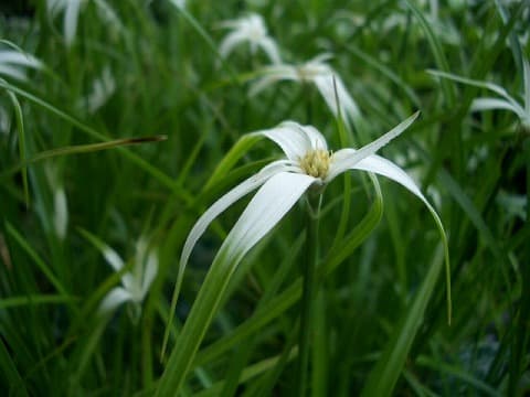 Dichromena colorata (Star Grass)