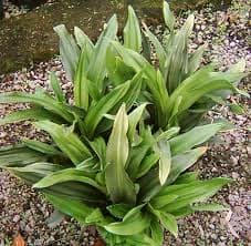 Rohdea japonica (Japanese Sacred Lily)