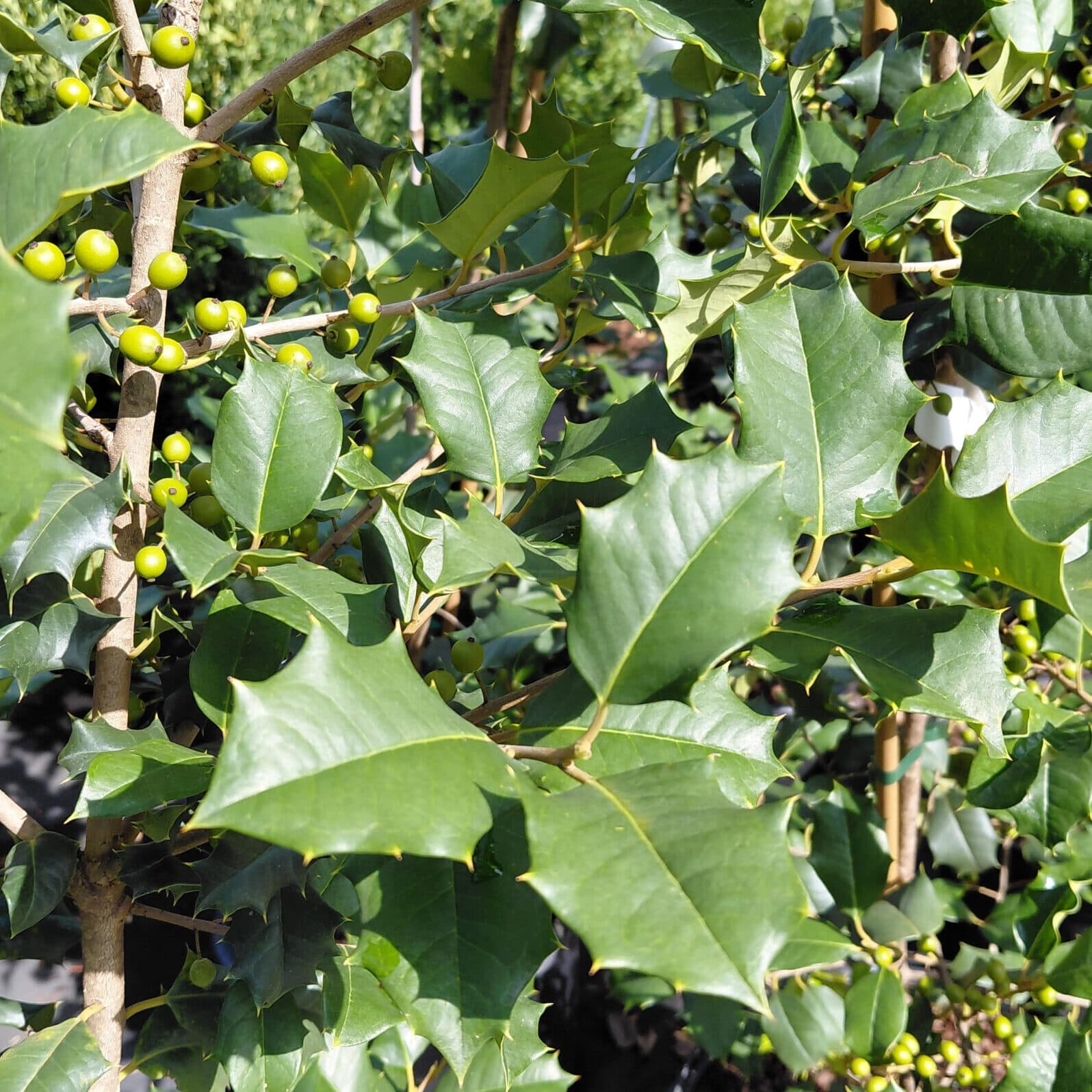 Ilex opaca ‘IOPC’ (McLaryn® American Holly)