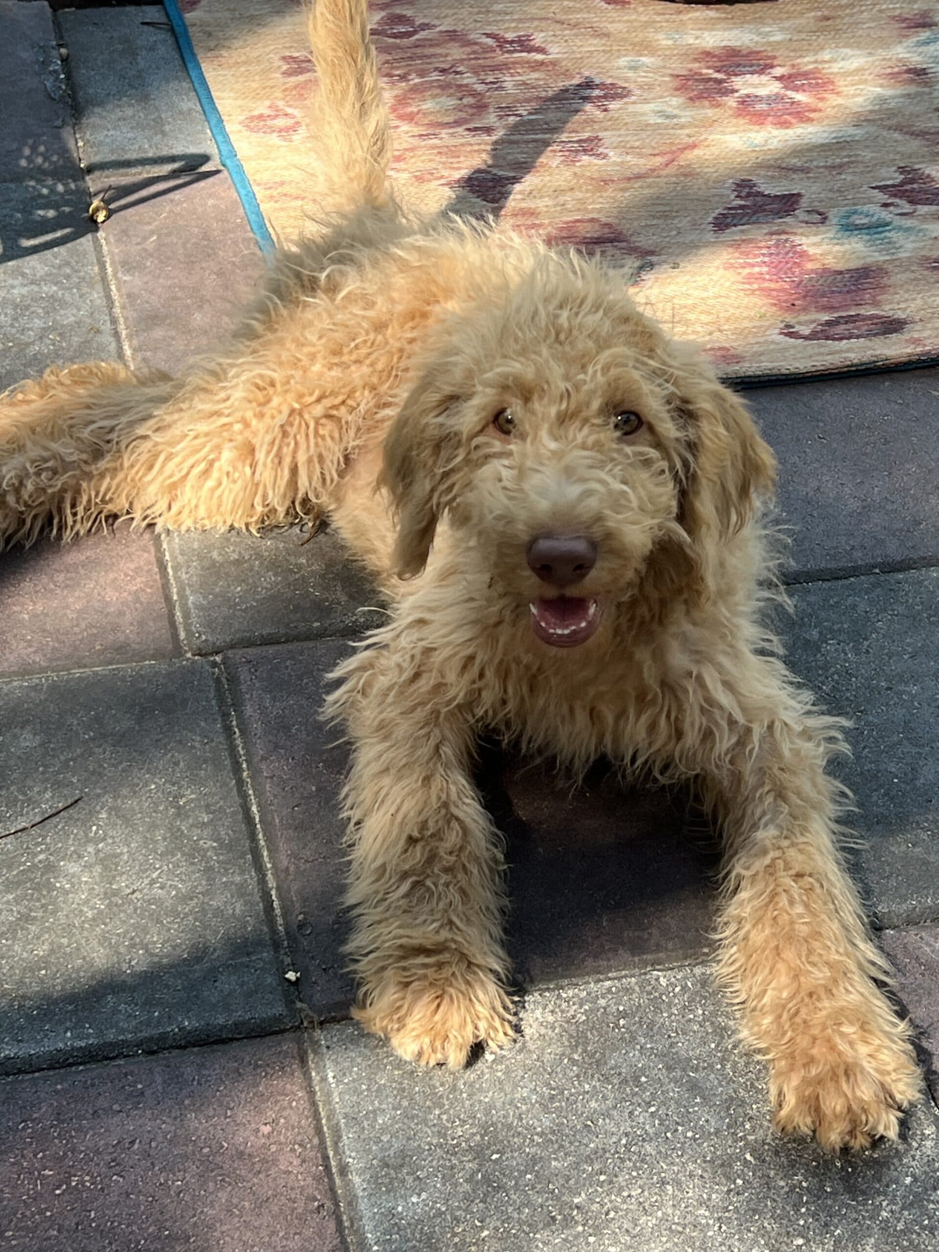 Cocoa’s Orange Collar Boy: Multi Generation Creamy White Labradoodle