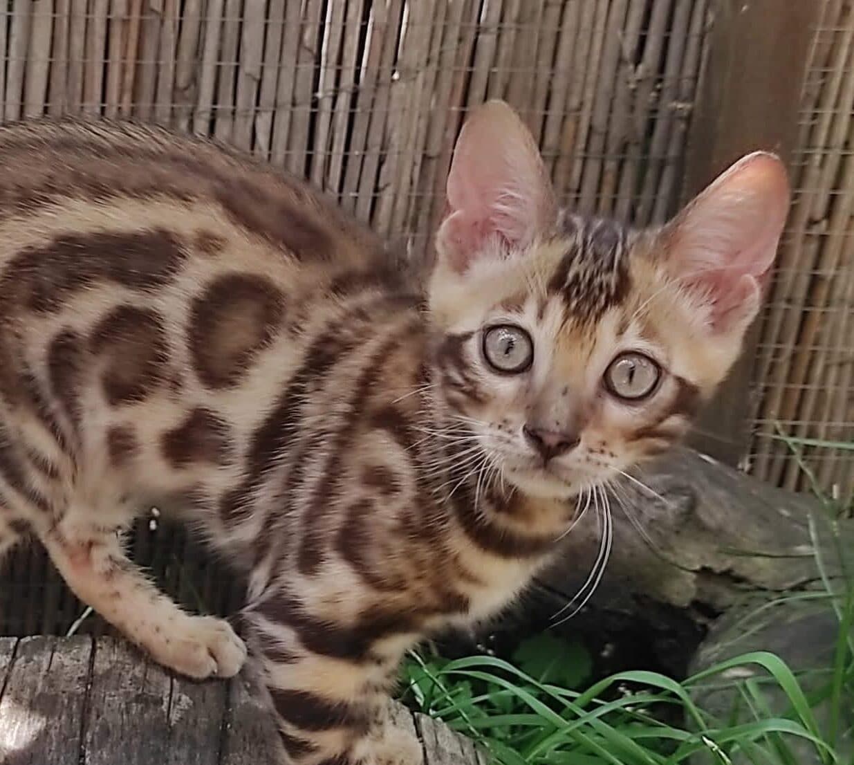 Leo-Male