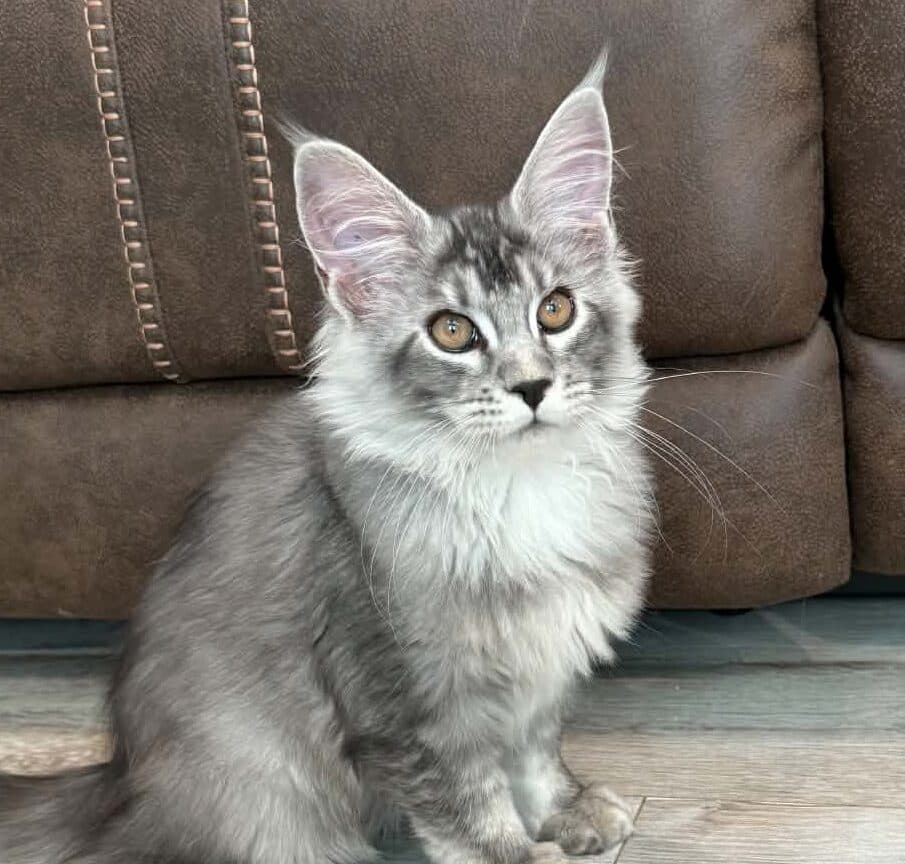 Forest-Male