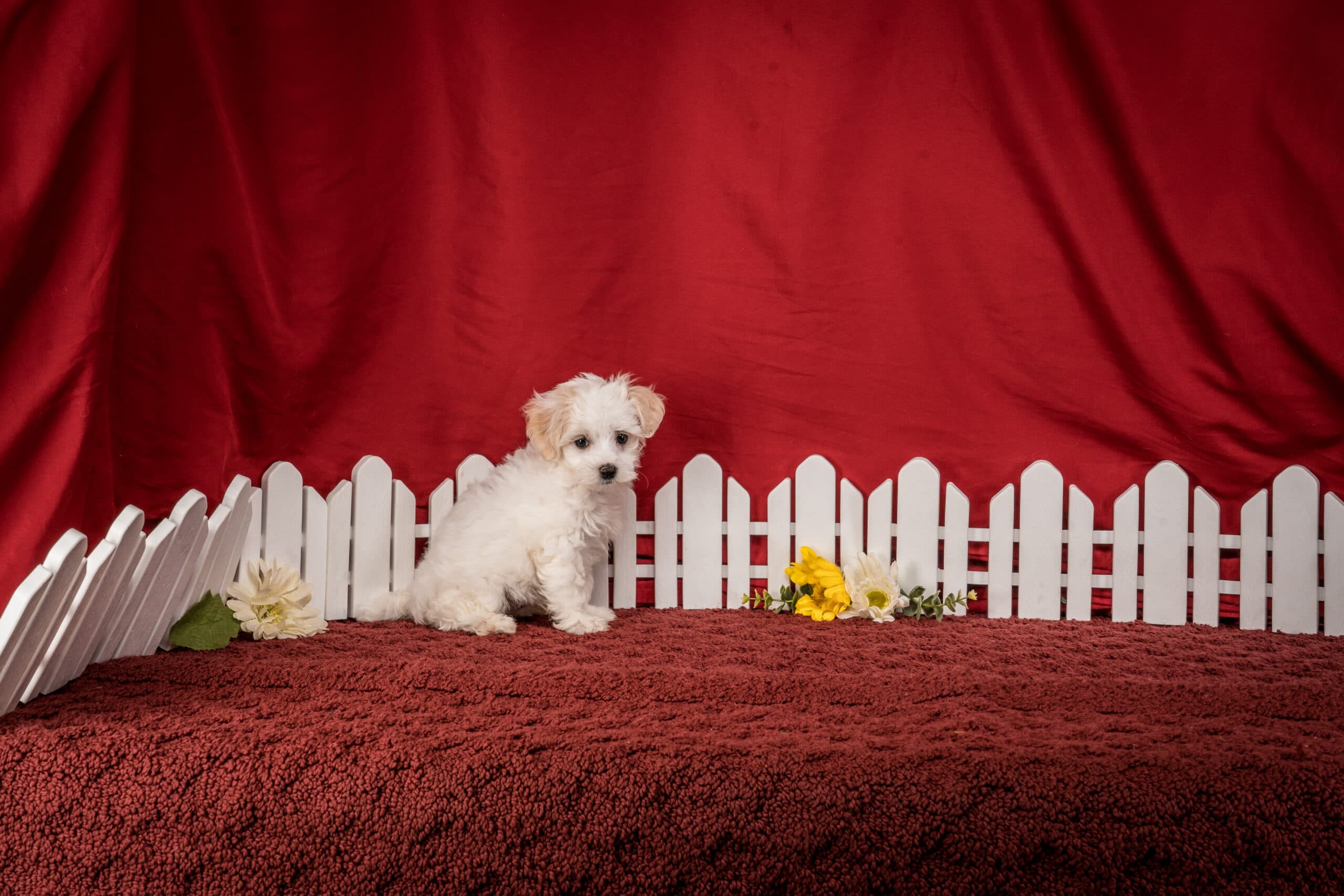 Mr. Chester The Maltipoo