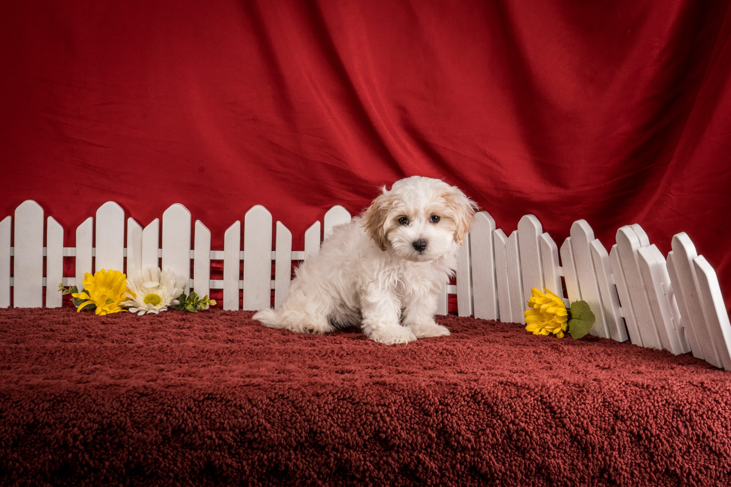 Mr. Daren The Maltipoo