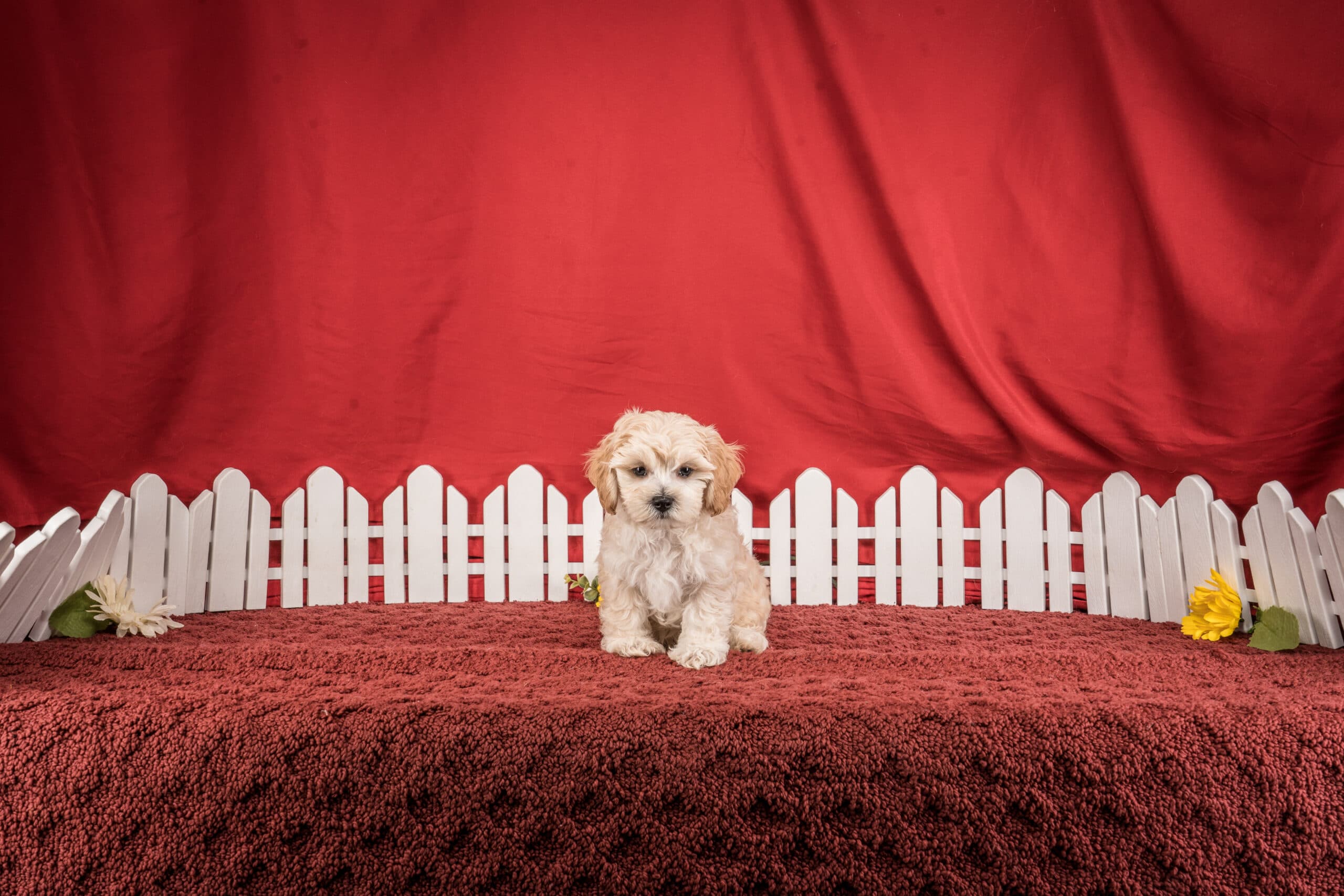 Mr. Dylan The Maltipoo