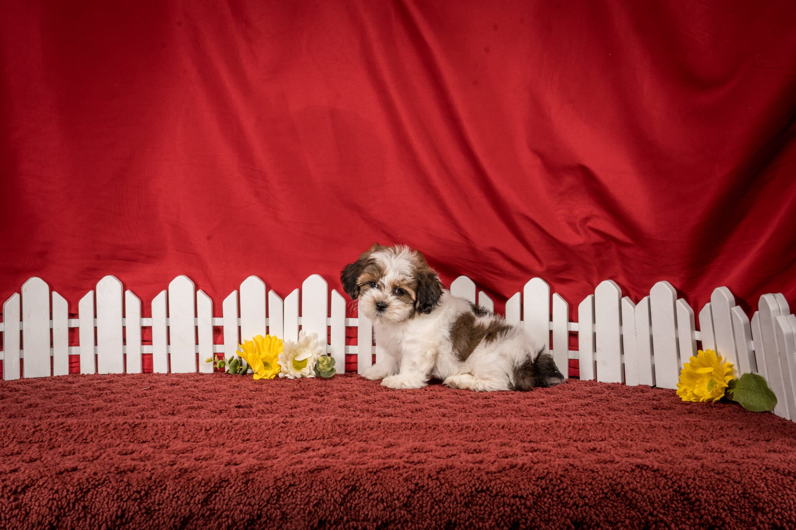 Ms. Dina The Shichon