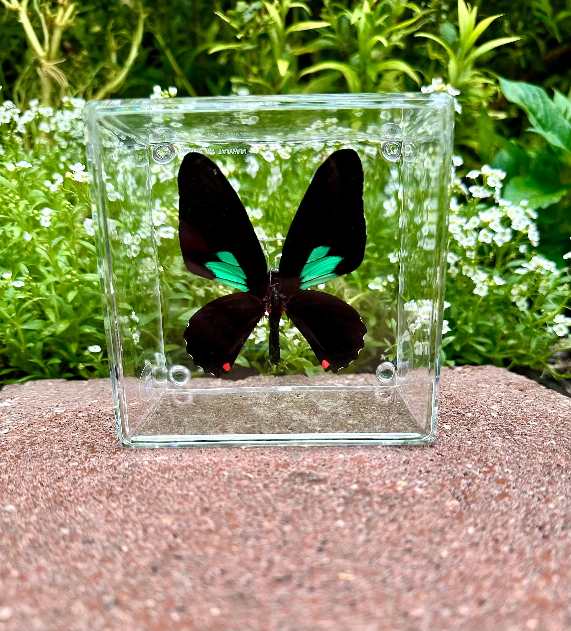 4×4 Spear-winged Cattleheart Butterfly