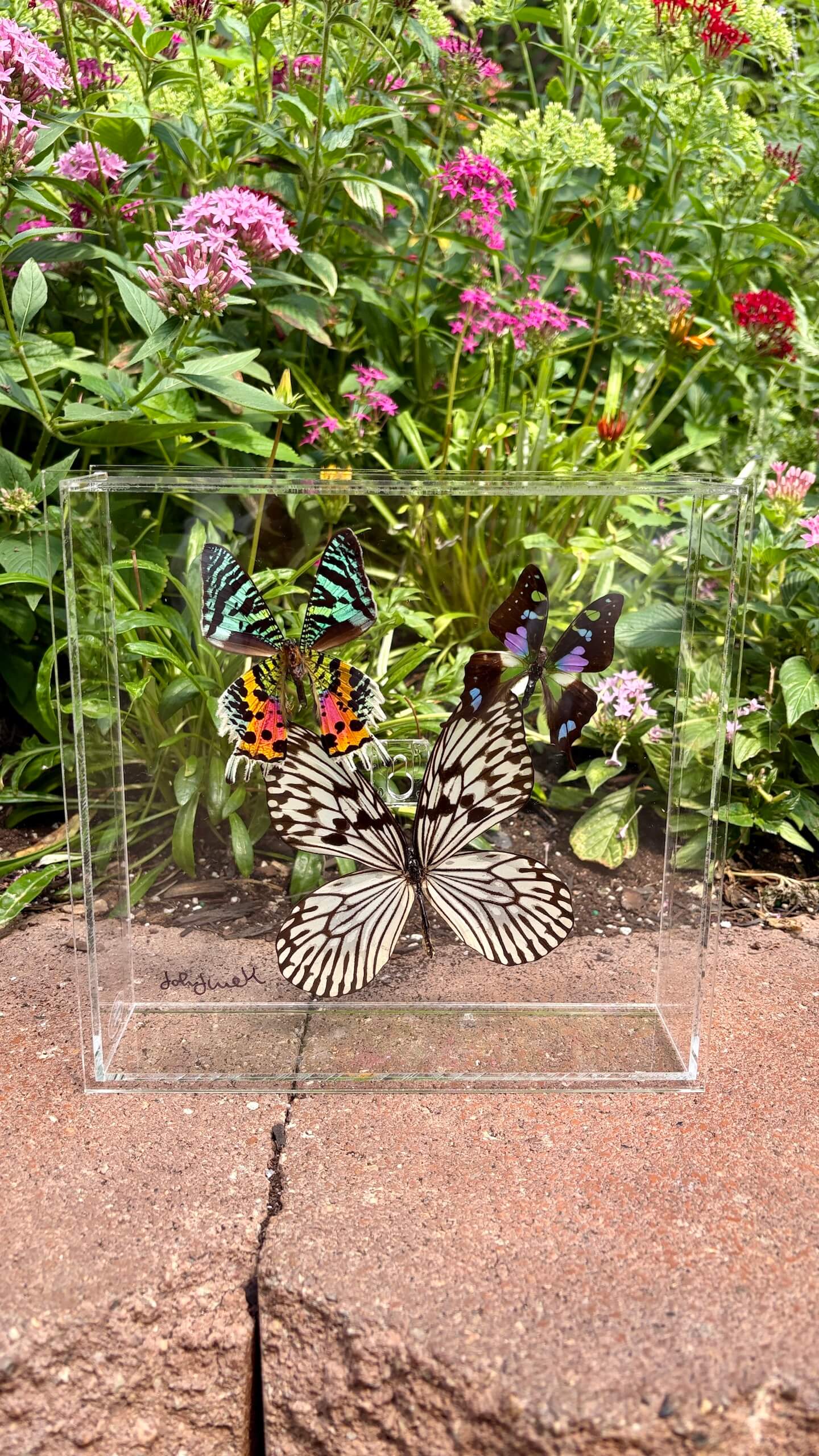8×8 Butterfly Box