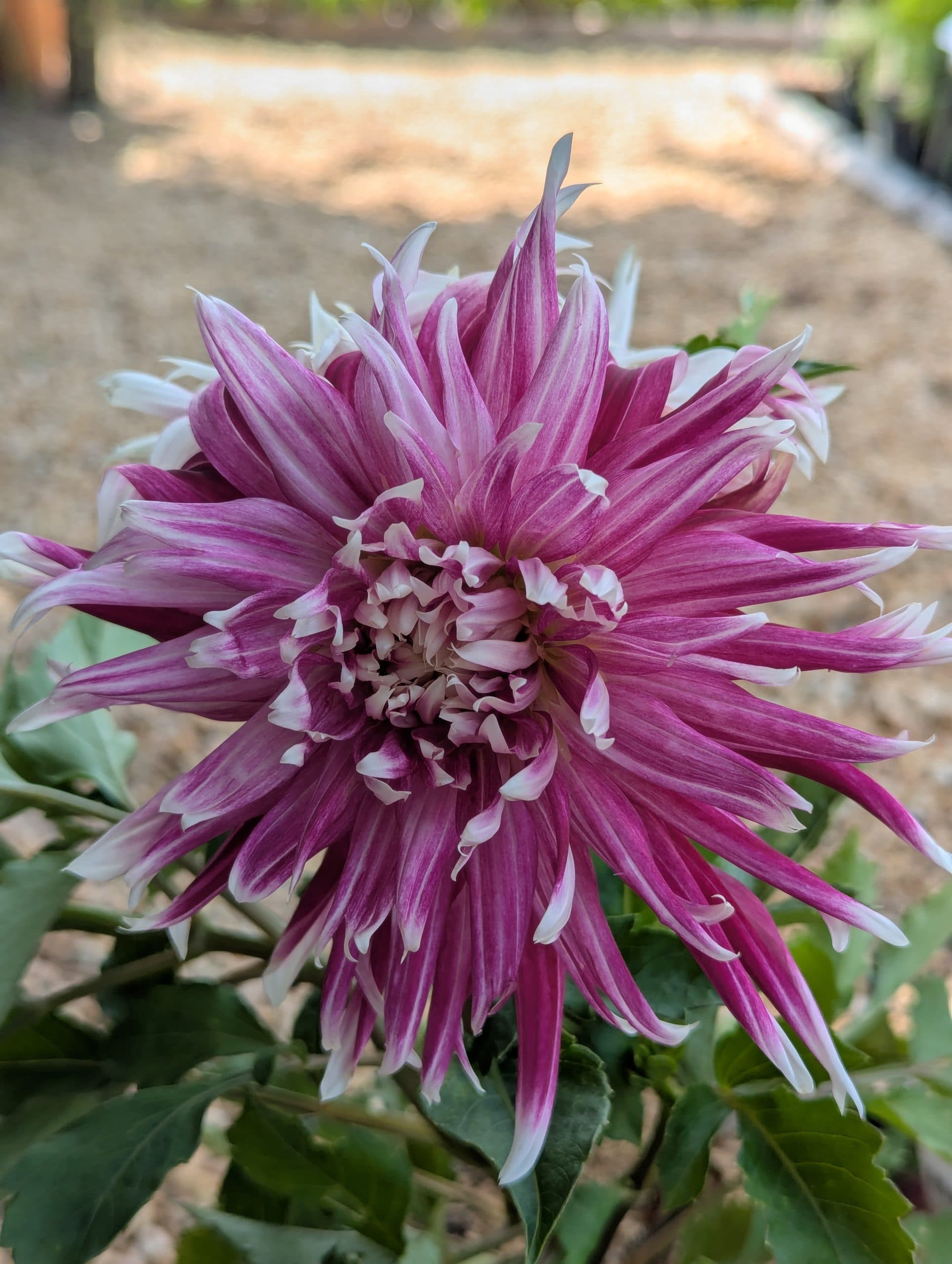 Dahlia Vancouver