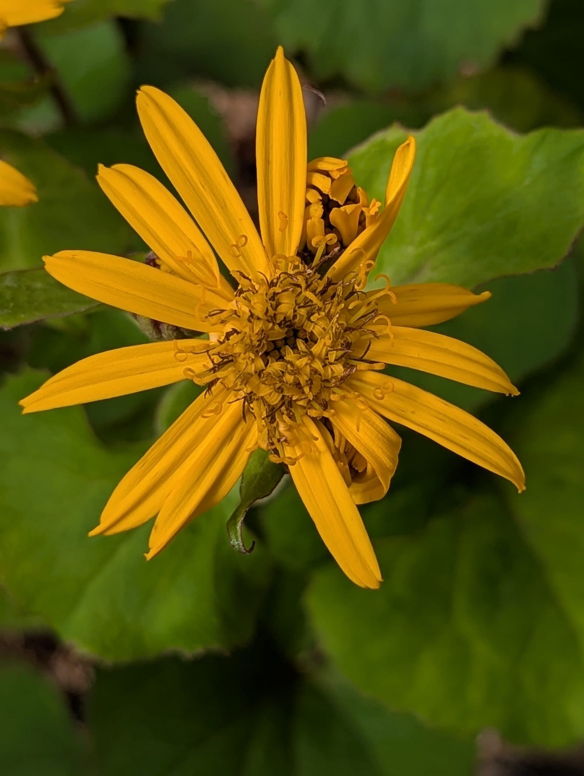 Liguleneia Othello
