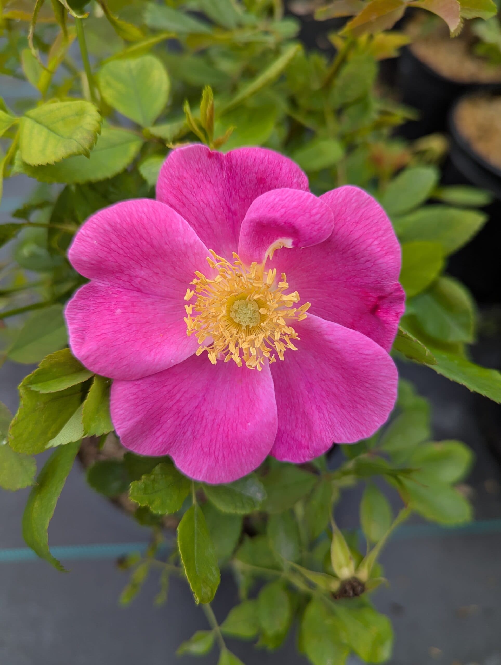 Basye’s Blueberry