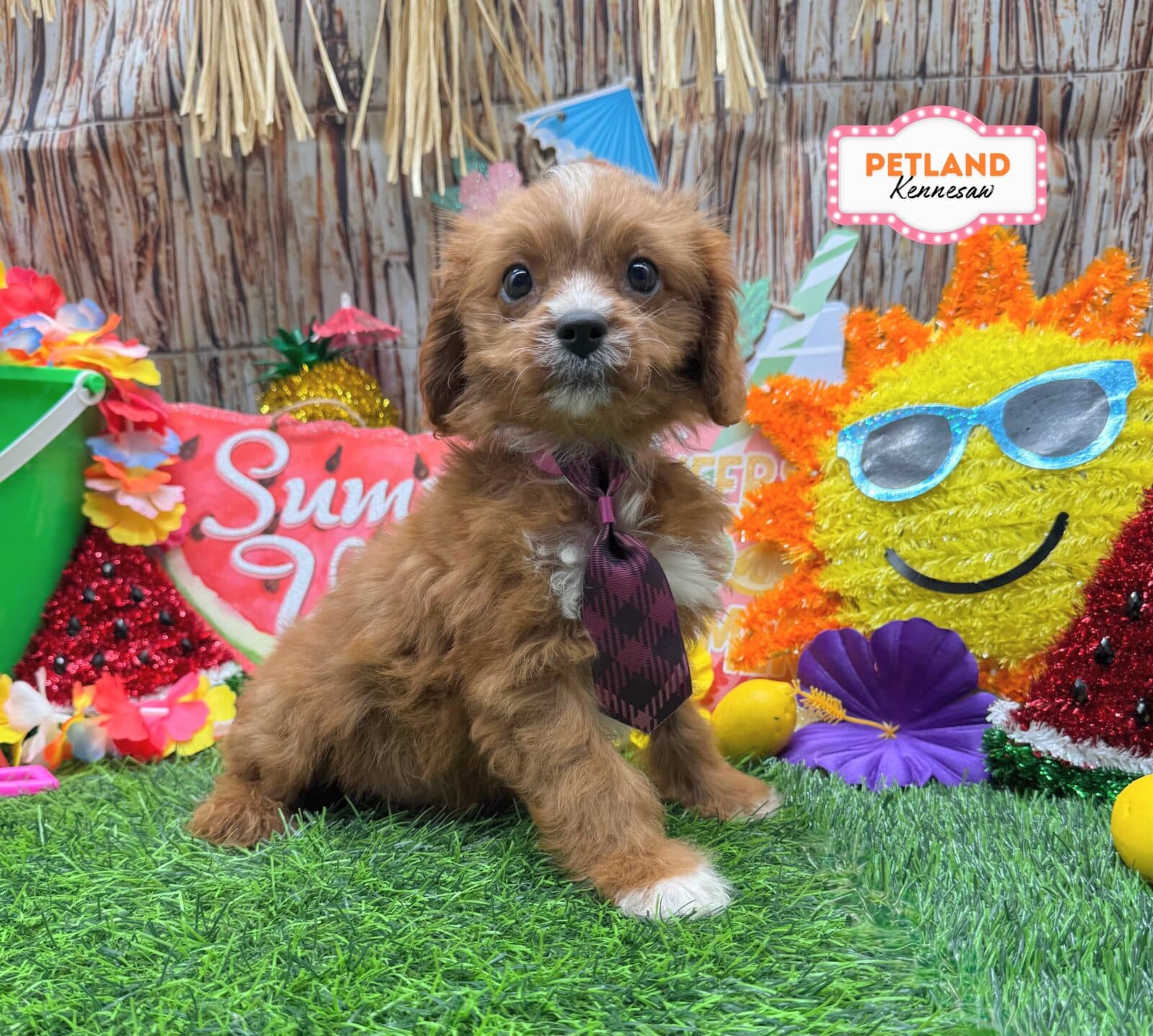 Cavalier King Charles Spaniel – 33211