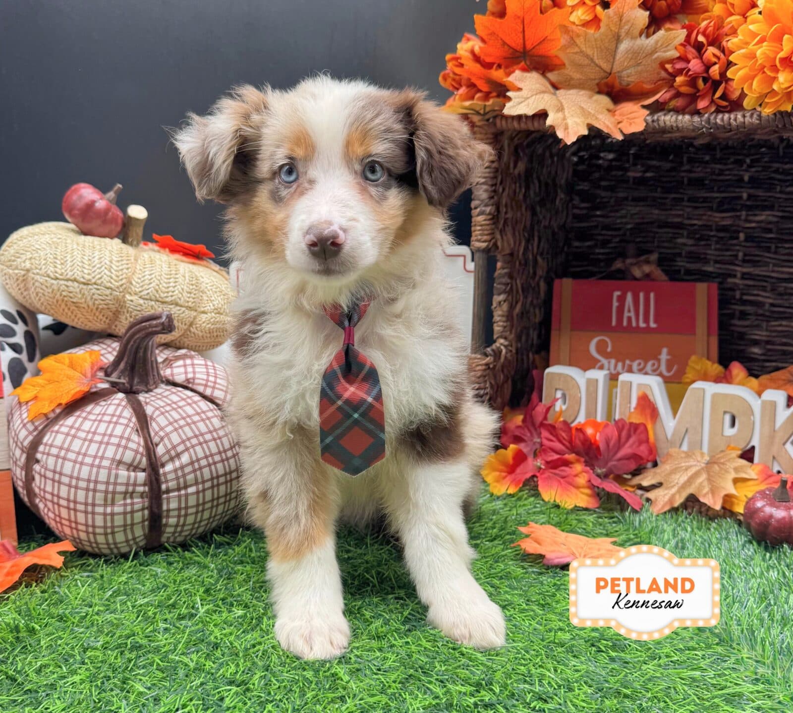 Miniature Australian Shepherd – 33236