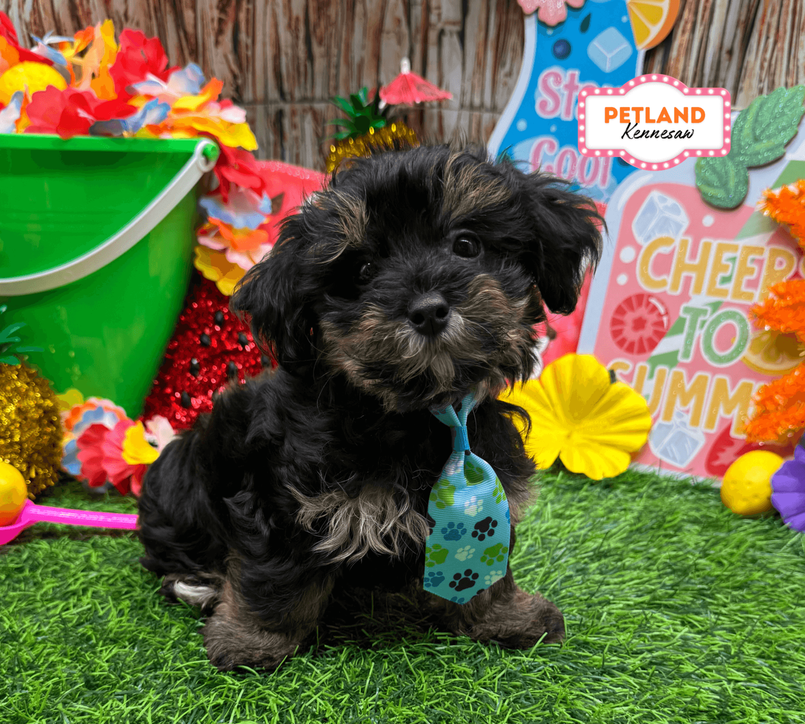 Yorkiepoo – 33196