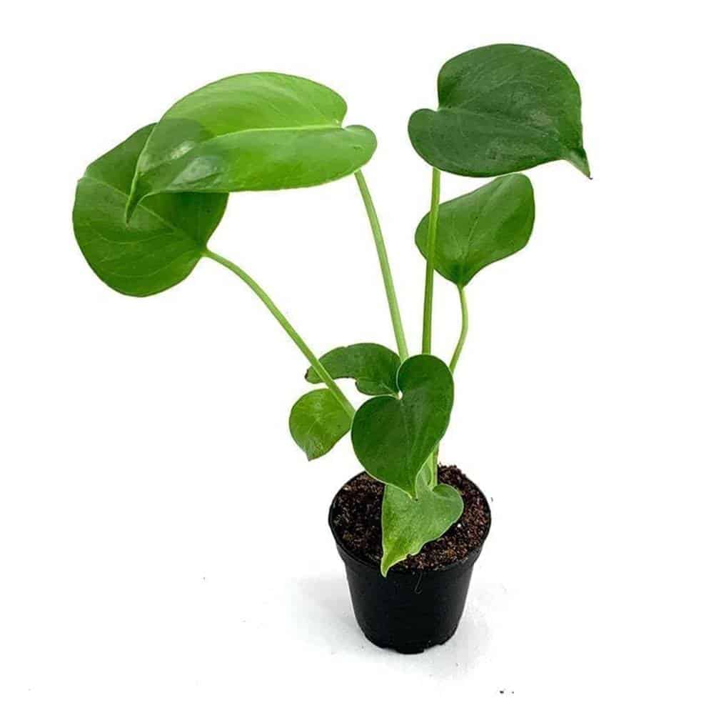 Monstera Deliciosa