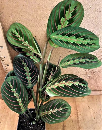Maranta–Red Prayer Plant