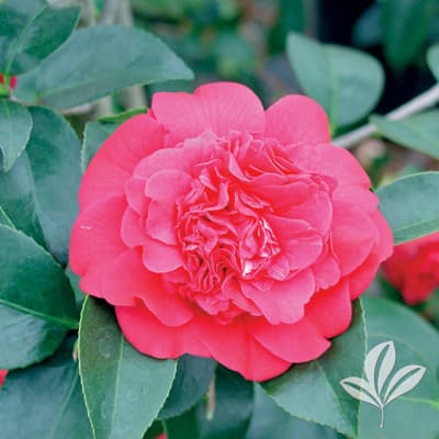 CAMELLIA, KRAMER SUPREME