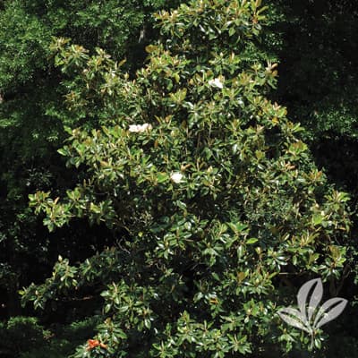 MAGNOLIA, LITTLE GEM
