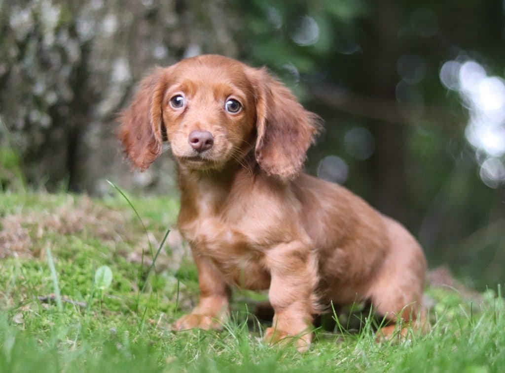 Miniature Dachsund – Zoe