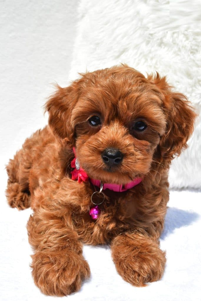Miniature Poodle – Cupcake