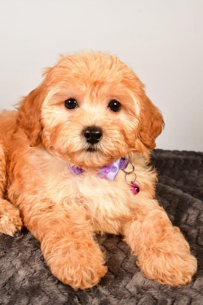F1B Cavapoo – Snicker