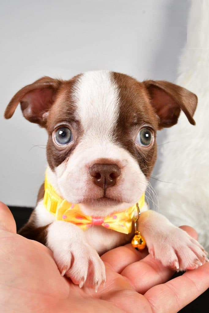 Boston Terrier – Harley