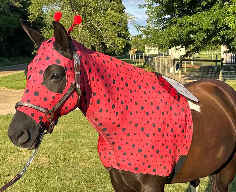 Horse Costume – Ladybug