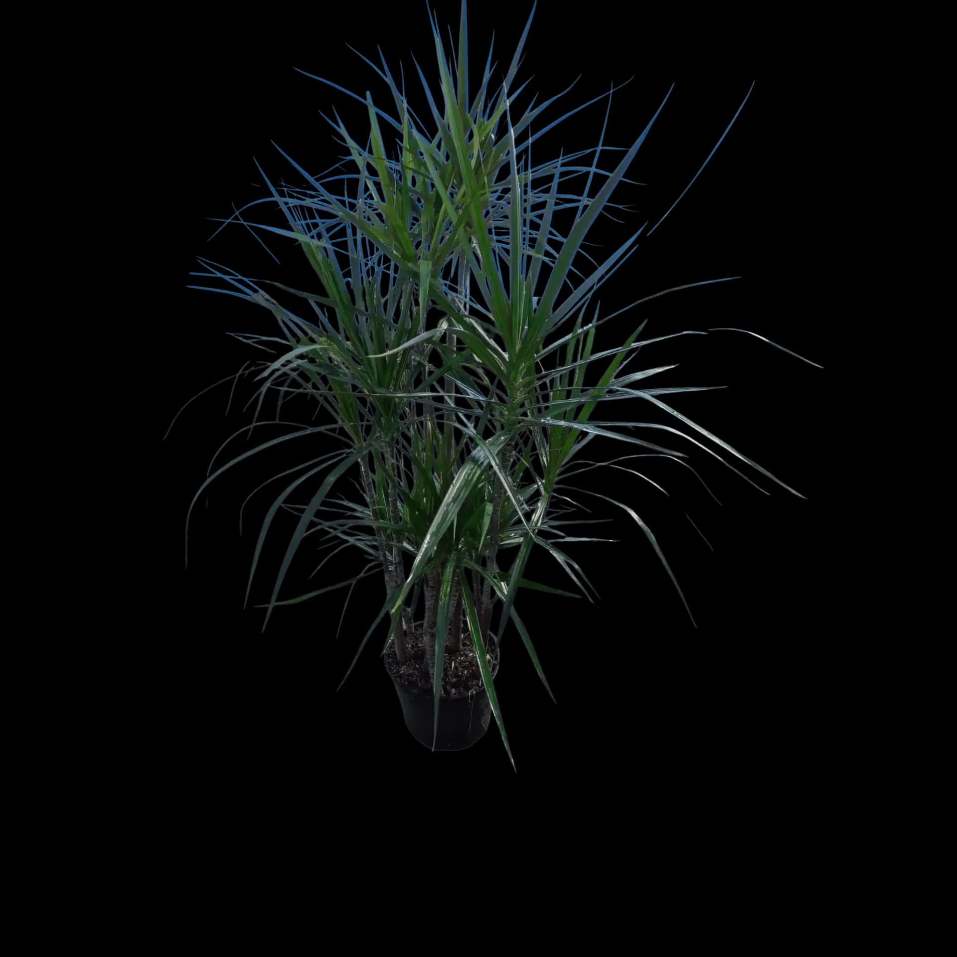 Madagascar Dragon Tree (Character) – Dracaena marginata