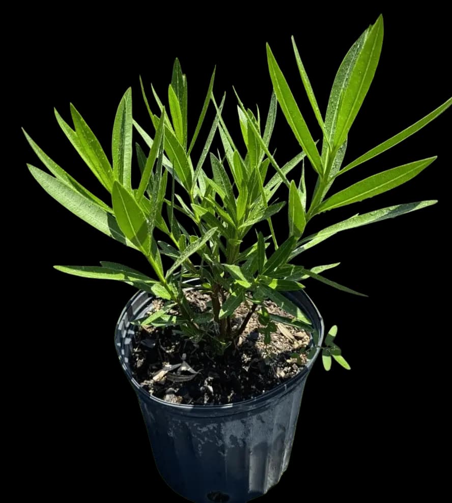Oleander – Nerium oleander ‘Dwarf’