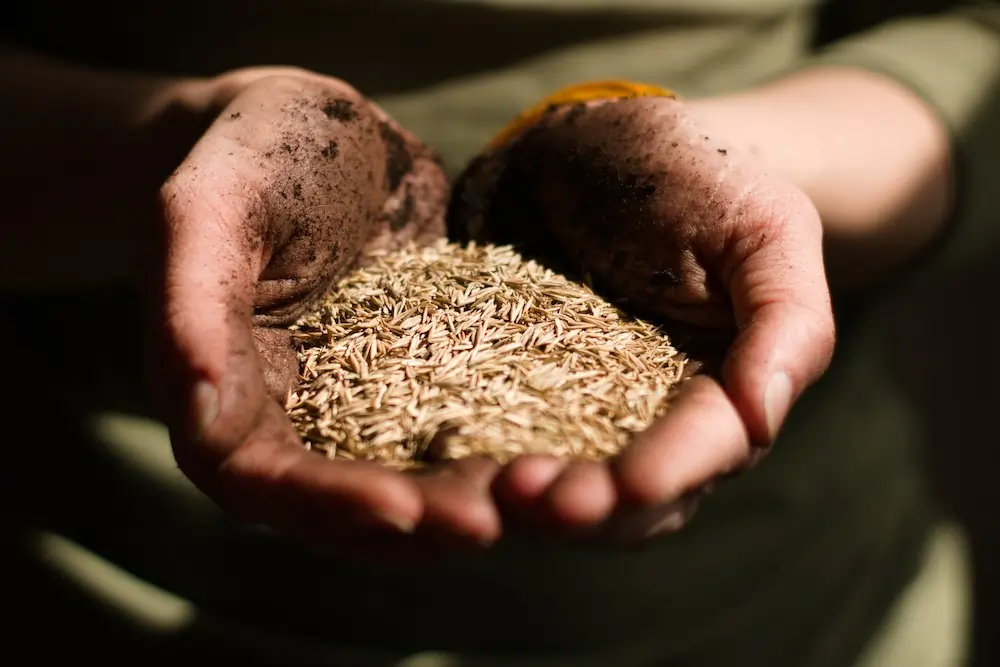Grass Seed
