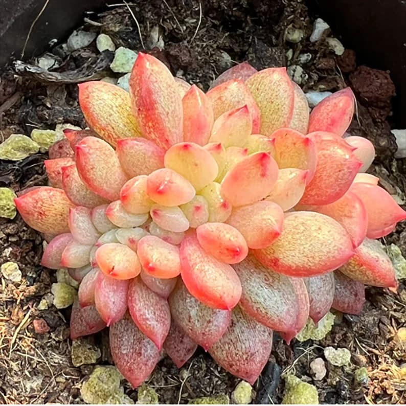 Echeveria Ariel Cristata