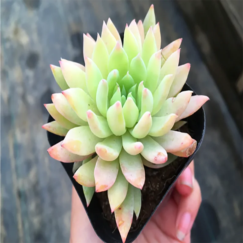 Echeveria Blue Elf