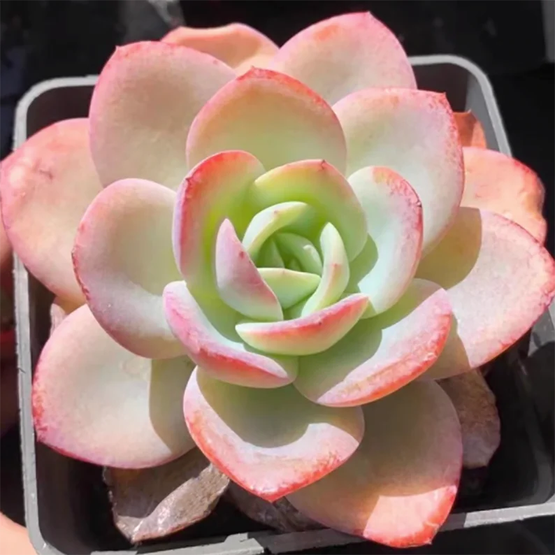 Echeveria Brink’s Blue