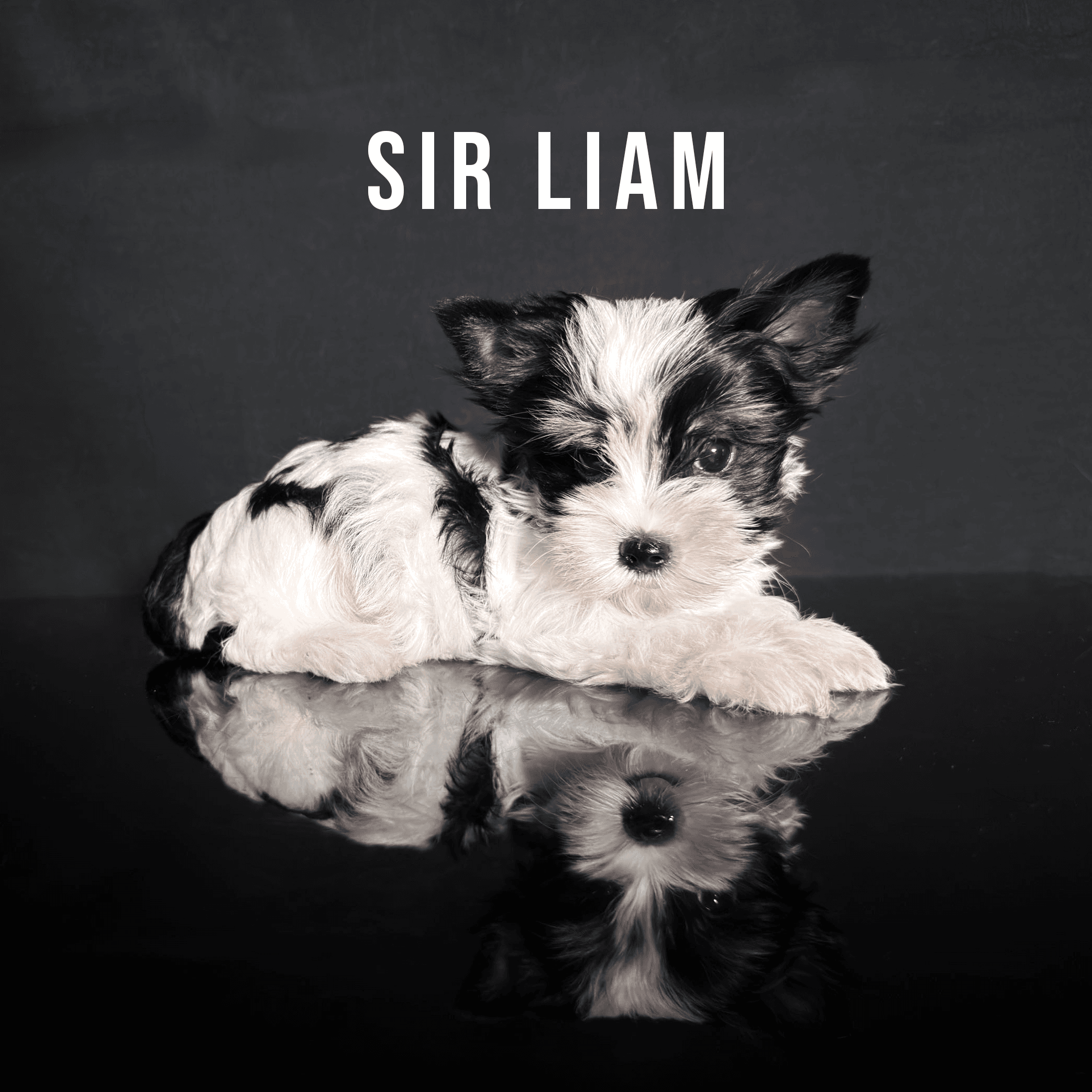 Biewer Terrier Puppy Boy Sir Liam
