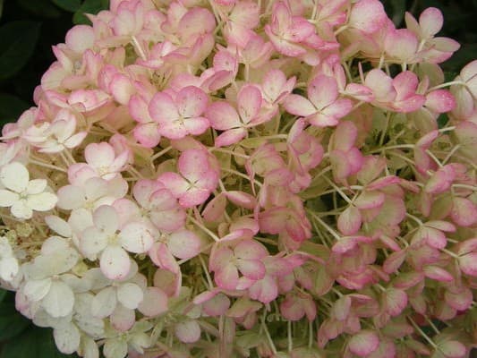 Panicle Hydrangea, ‘Bobo’