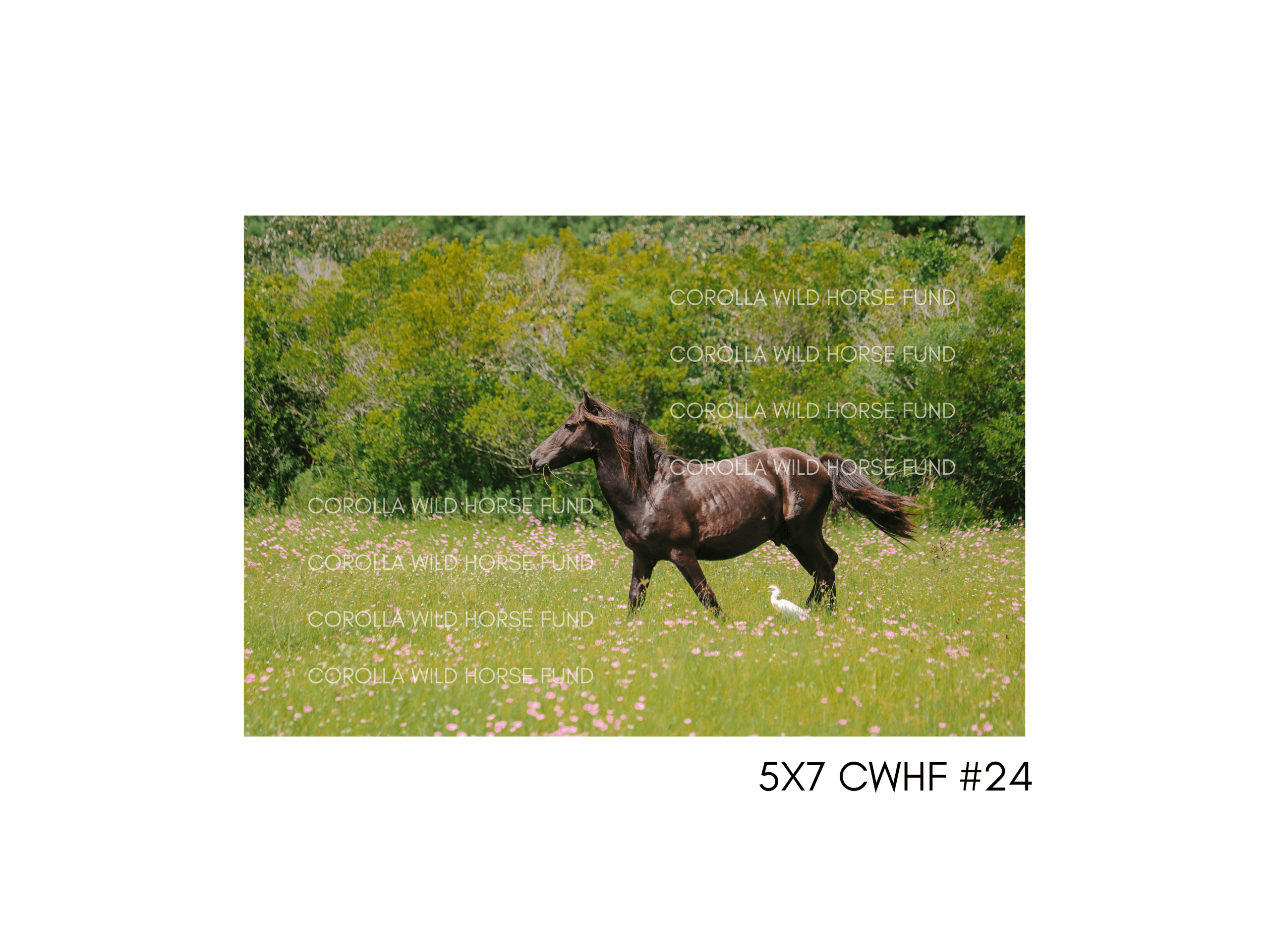 5×7 CWHF #24