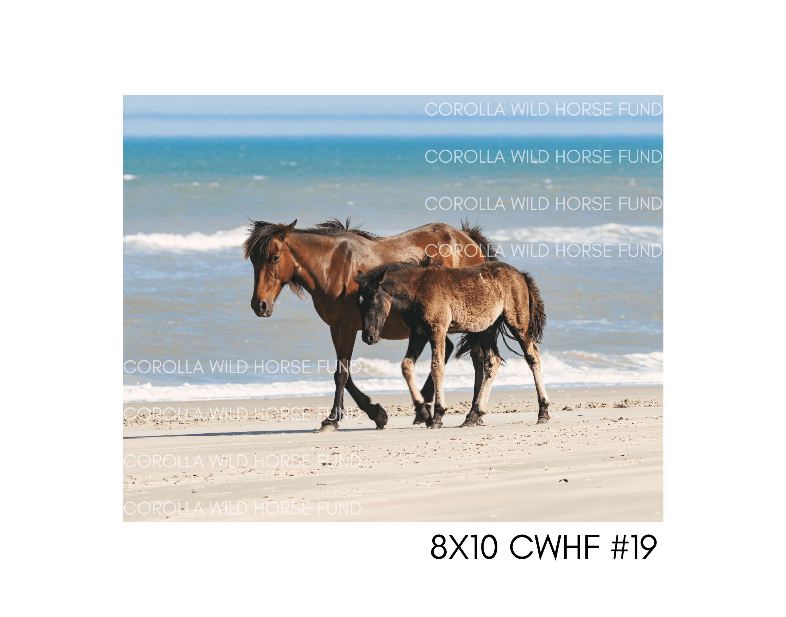 8×10 CWHF #19