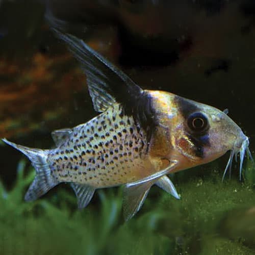 Corydoras Brevirostris High Fin