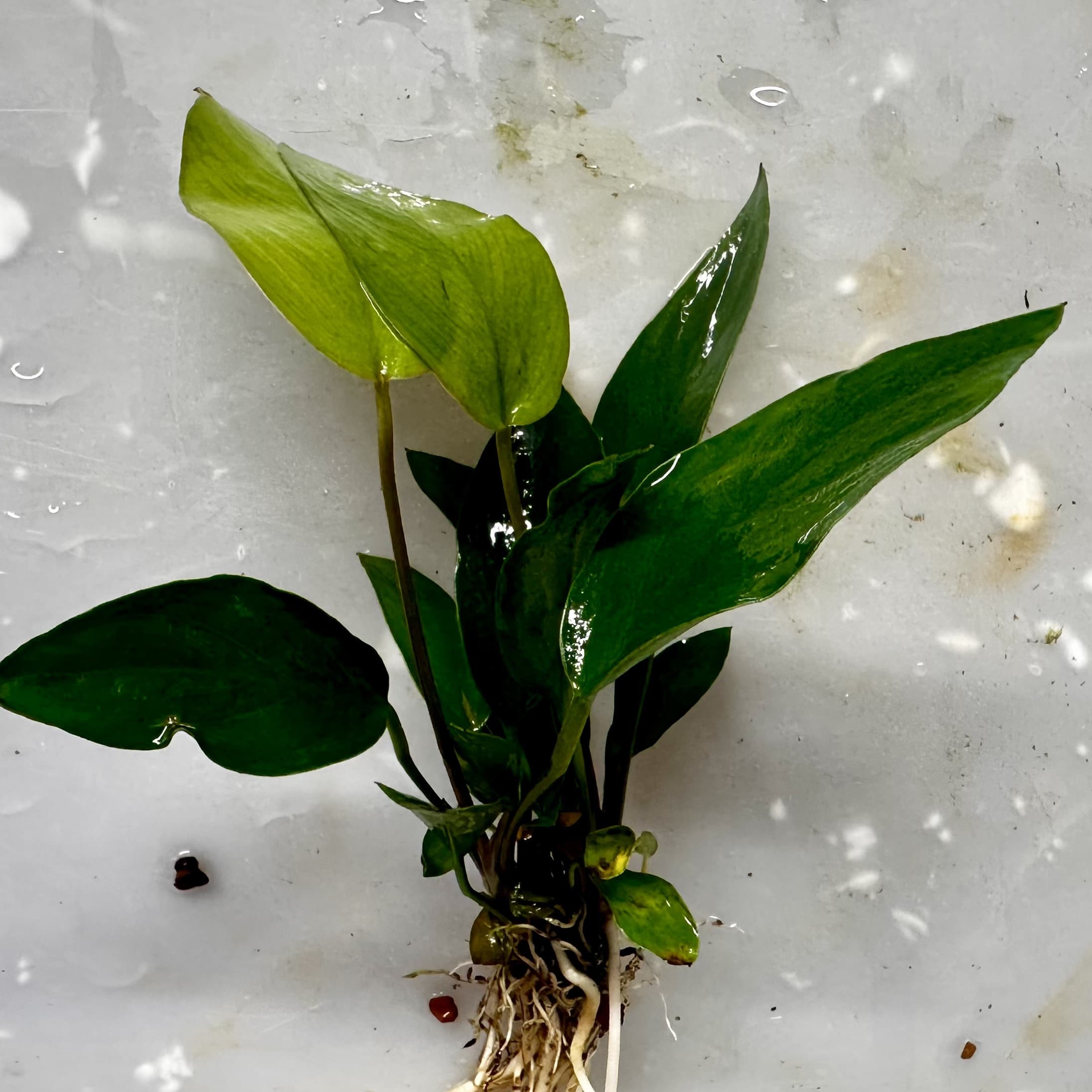 Anubias Hastifolia