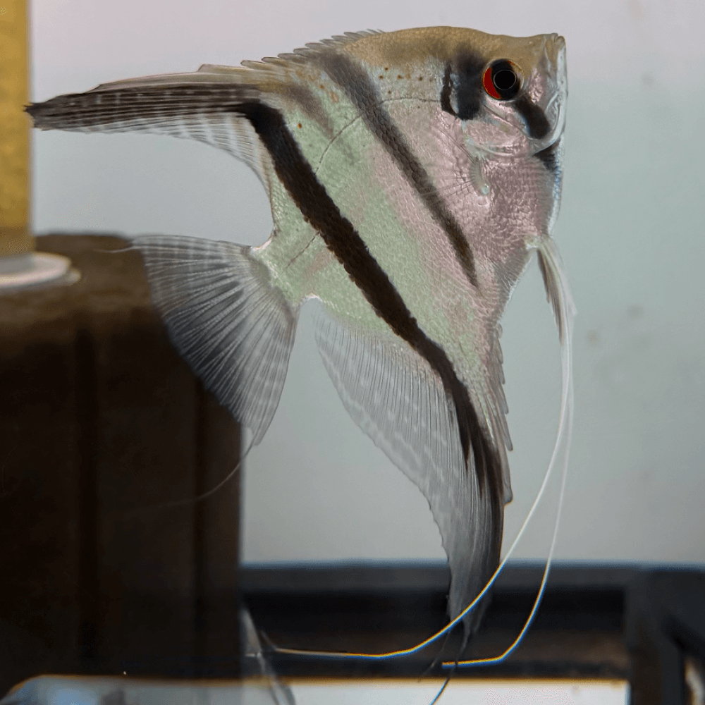 Santa Isabel Angel (P. Scalare)
