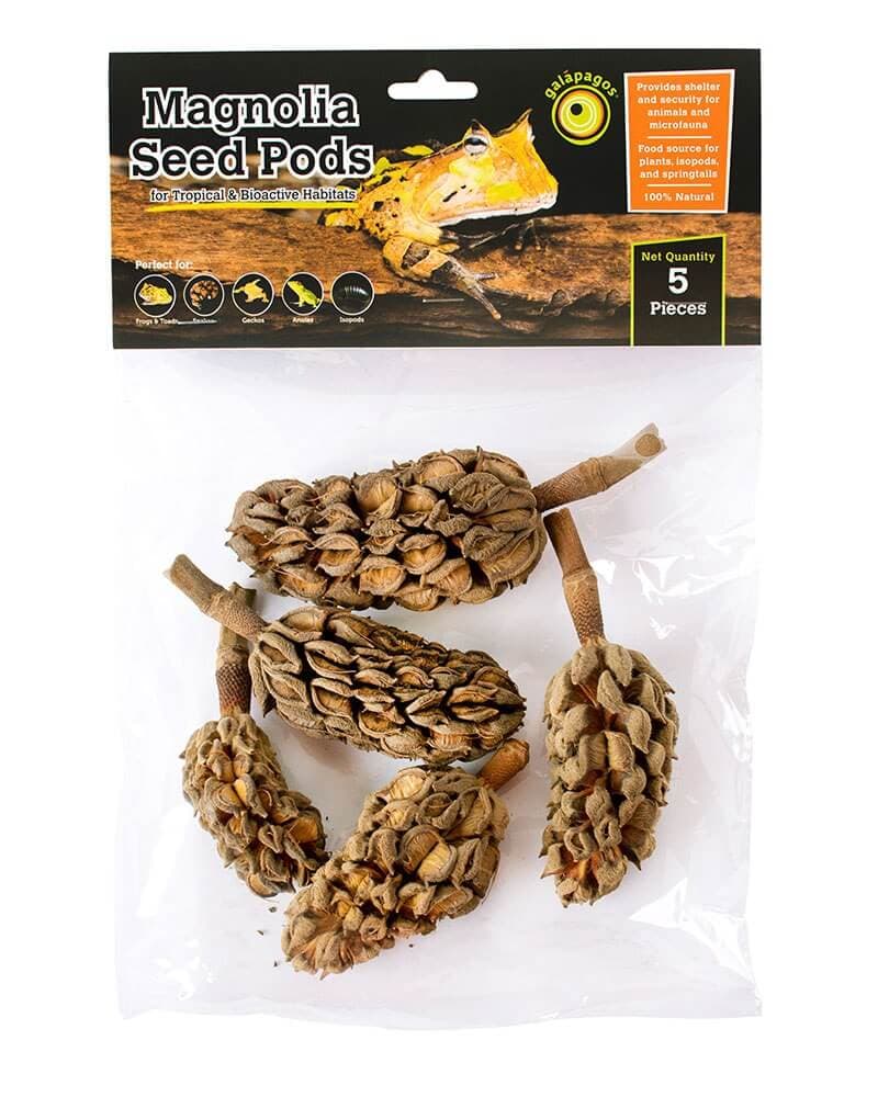 Magnolia Seed Pods