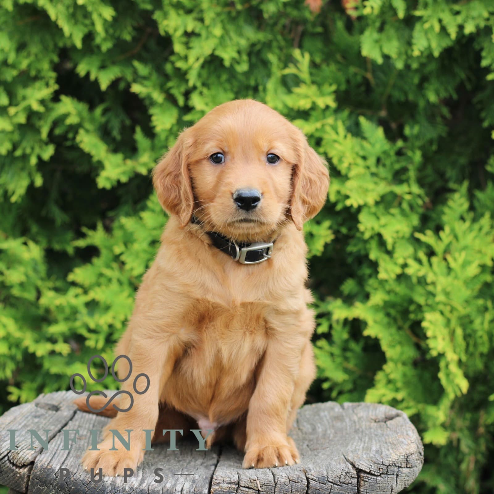 Wade – Golden-Irish