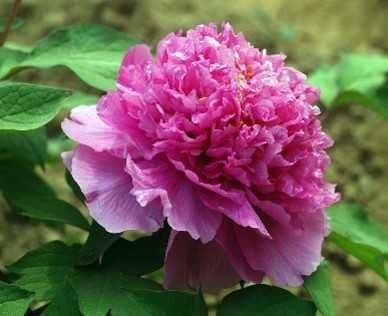 Colorful Painting Tree Peony