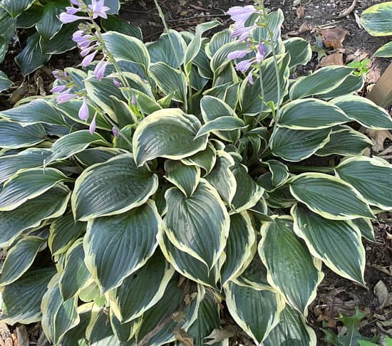 Sidekick Hosta