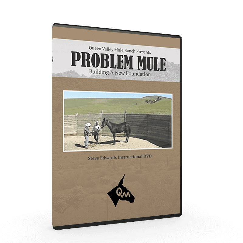 Problem Mule, Building a New Foundation