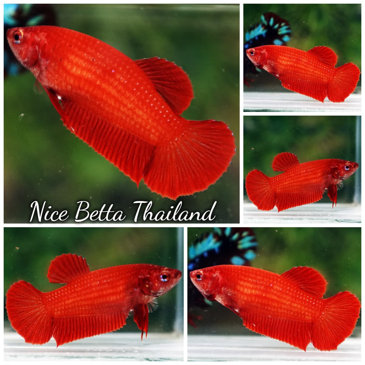 Betta Fish Female Deep Super Red HMPK