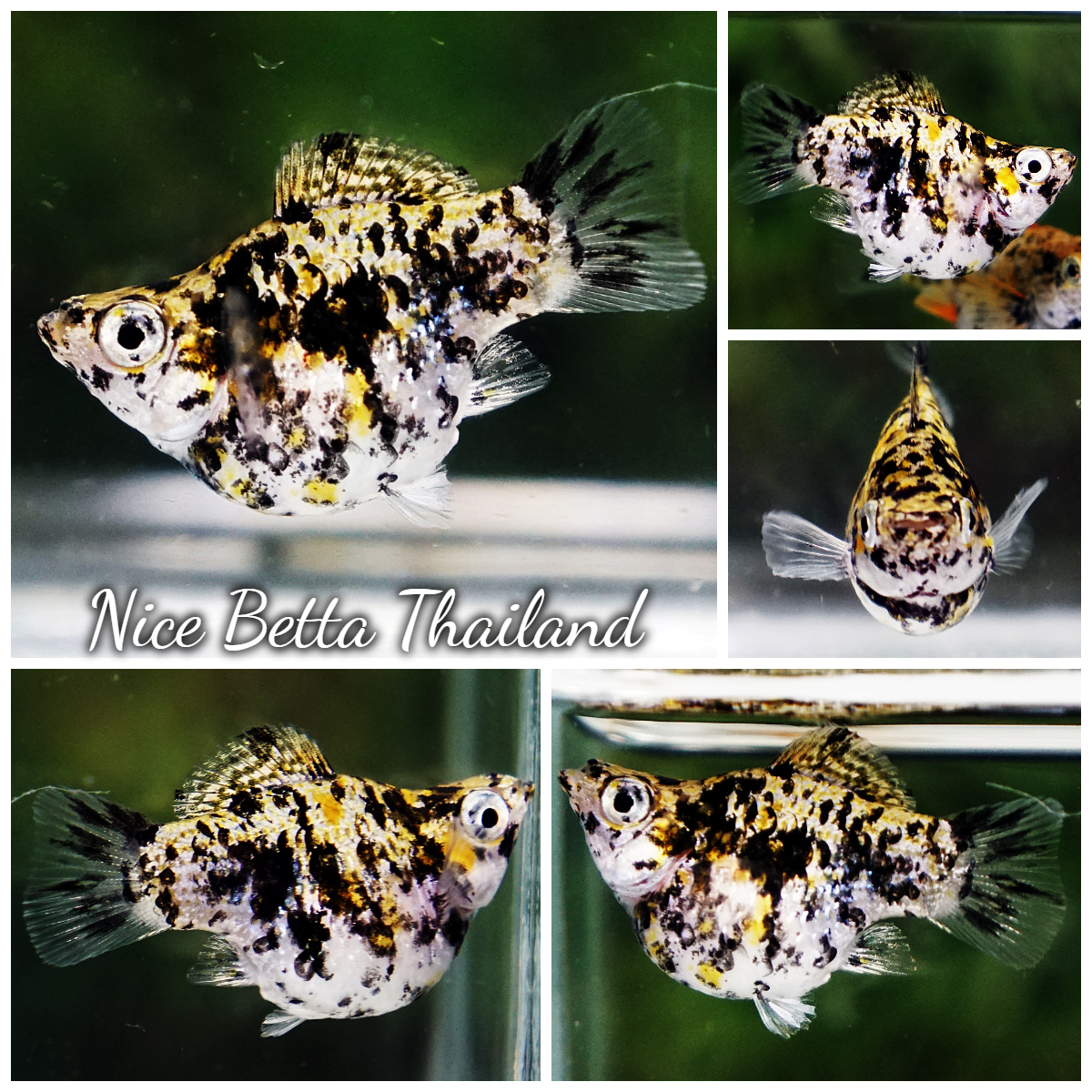 Rare Molly Fish Gold Dust